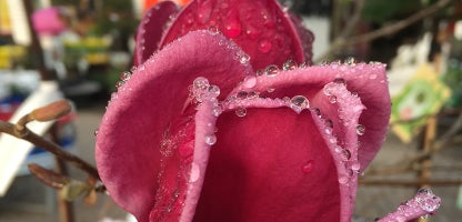 Magnolia Genie