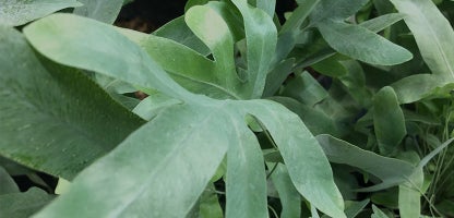 Phelbodium (Blue Star Fern)