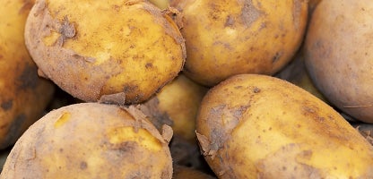 Main Crop