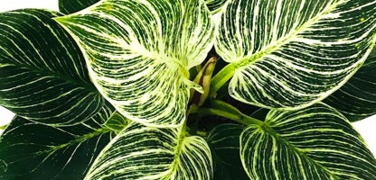 Philodendron birkin