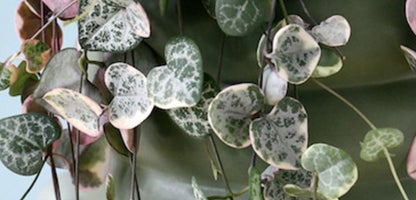 Variegated Chain Of Hearts