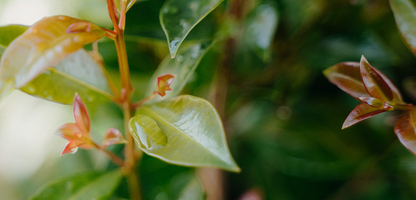 Hedging - Grow Well Guides | Kings Plant Barn | NZ Garden Centres, Shop