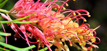 Structure species Grevillea