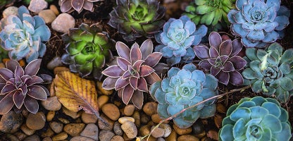 Succulents