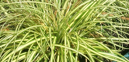 Carex evergold