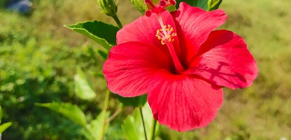Fijian Hibiscus