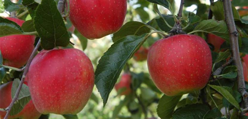 Apples - Grow Well Guides | Kings Plant Barn | NZ Garden Centres, Shop ...