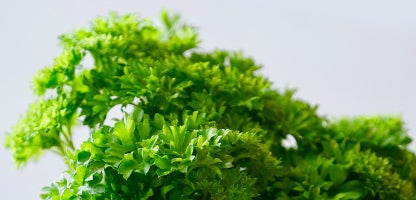 Italian Flat Leaf