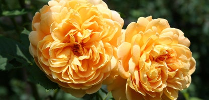 David Austin Rose