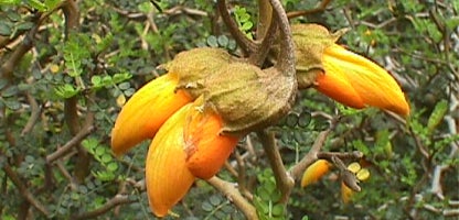Sophora prostrata Dwarf Kowhai.