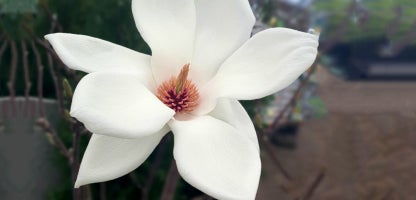 Magnolia Denudata