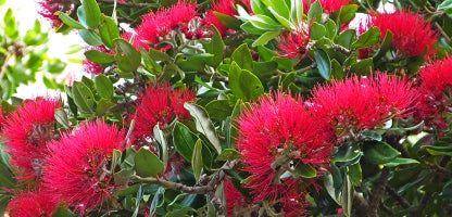 NZ Native Species Pohutukawa
