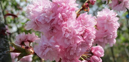 Prunus Kiku-Shidare Sakura
