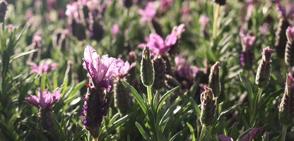 Lavender Major