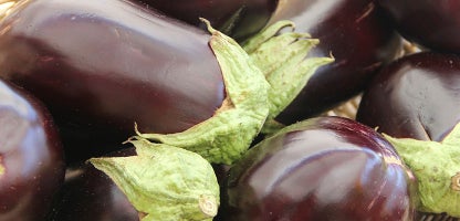 Eggplant Bonica