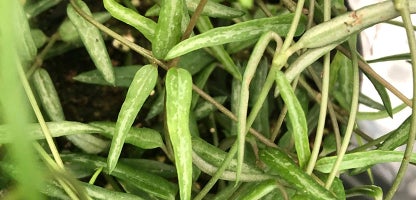 String of Needles, Ceropegia linearis