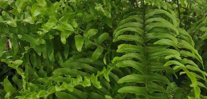 Nephrolepis (Boston Fern)