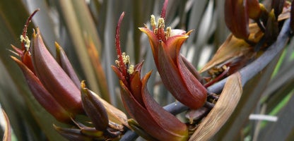 Phormium Tenax (harakeke)