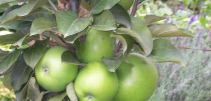 Ballerina Apples.