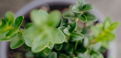 Buxus sempervirens
