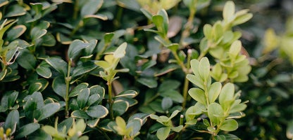 Buxus sempervirens