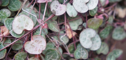 Ceropegia woodii