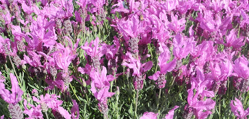 Lavender - Grow Well Guides | Kings Plant Barn | NZ Garden Centres ...