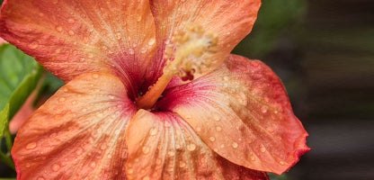 Hawaiian Hibiscus