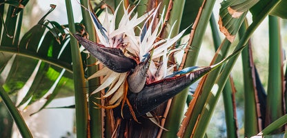 Strelitzia nicolai