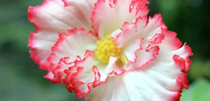 Tuberous Begonias
