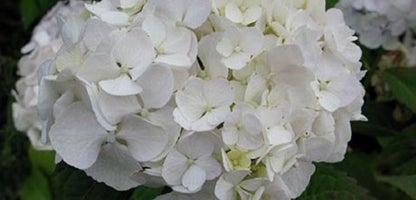Hydrangea Princess Julianna