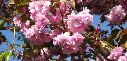 Prunus Shimidzu Sakura