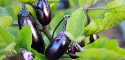 Eggplant Black King