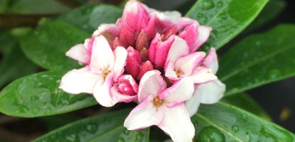 Daphne Leucanthe