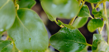 Griselinia Broadway Mint