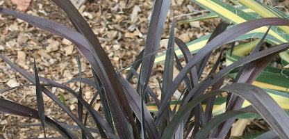 Phormium “platts black”