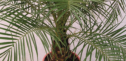 Phoenix roebelenii (Dwarf Date Palm)