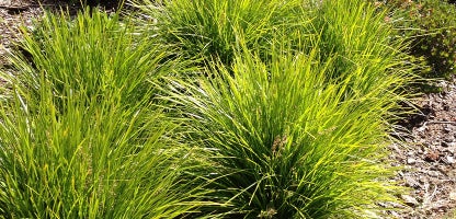 Lomandra “lime tuff”