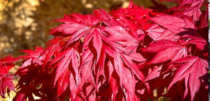 Crimson Queen