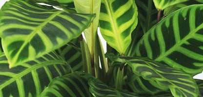 Calathea Zebrina