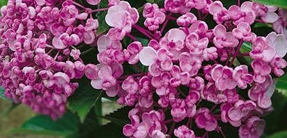 Hydrangea Ayesha