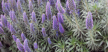 Echium Fastuosum