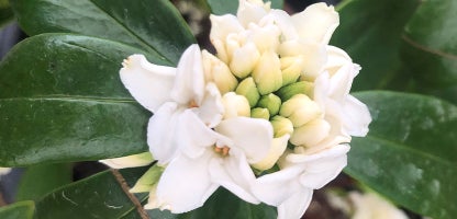 Daphne Alba