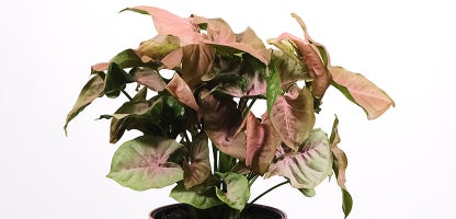 Syngonium Neon