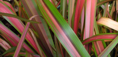 Phormium “jester”