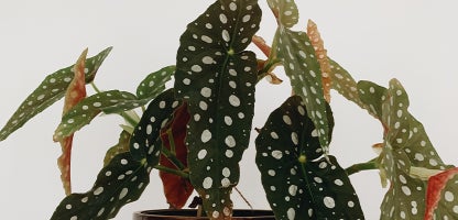 Cane Begonias
