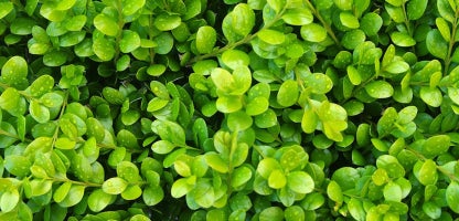 Buxus Green Gem