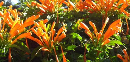 Pyrostegia Venusta
