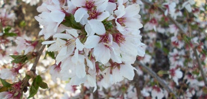 Prunus falling Snow