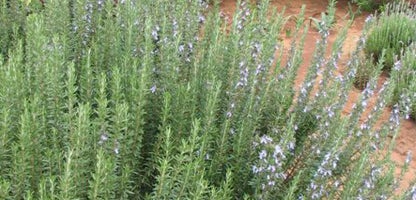 Rosemary Tuscan Blue